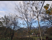 Satılır 12 sot torpaq Qəbələ