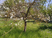 Satılır 4 sot torpaq İsmayıllı