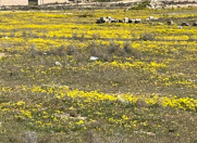 Satılır 9.5 sot torpaq Dübəndi bağları