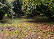 Satılır 5 sot torpaq Qəbələ