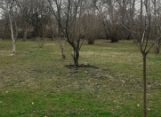 Satılır 40 sot torpaq Qəbələ