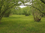 Satılır 6 sot torpaq Zaqatala