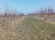 Satılır 150 sot torpaq Xaçmaz