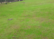 Satılır 12 sot torpaq Lerik