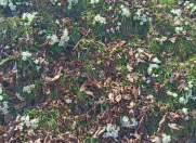 Satılır 16 sot torpaq Qəbələ