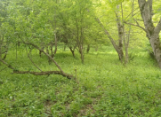 Satılır 30 sot torpaq Quba