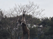 Satılır 3 otaqlı 102 m2 yeni tikili Xırdalan