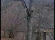 Satılır 6 sot torpaq Qəbələ