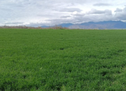 Satılır 10000 sot torpaq İsmayıllı