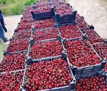 Satılır 125 sot torpaq Quba