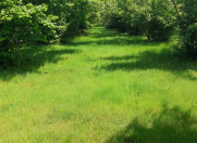 Satılır 30 sot torpaq Qəbələ