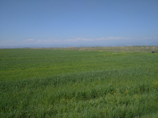 Satılır 20000 sot torpaq Xaçmaz