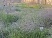 Satılır 500 sot torpaq Ləhic Bağları