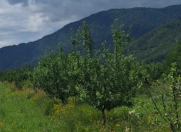 Satılır 12 sot torpaq Quba