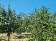 Satılır 42 sot torpaq Pirşağı