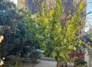 Satılır 5 otaqlı 136 m2 bağ evi Şağan