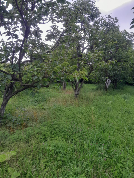 Satılır 24 sot torpaq Göyçay
